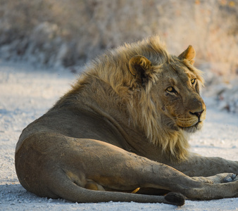 在纳米比亚非洲狮子