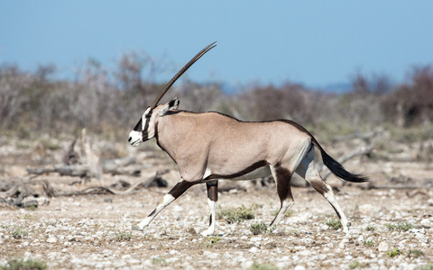 一个羚羊走埃托沙纳米比亚