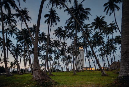 斯里兰卡。伯鲁维拉。棕榈树林上岛灯塔
