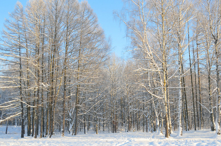 冬季景观与树