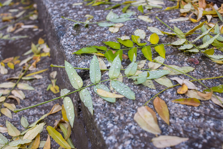 冰冻下的植物在冰中隐蔽