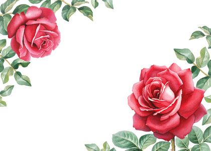 水彩插图的一朵玫瑰花