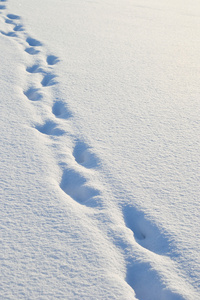 在雪中的脚印