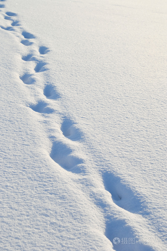 获奖雪景脚印图片图片