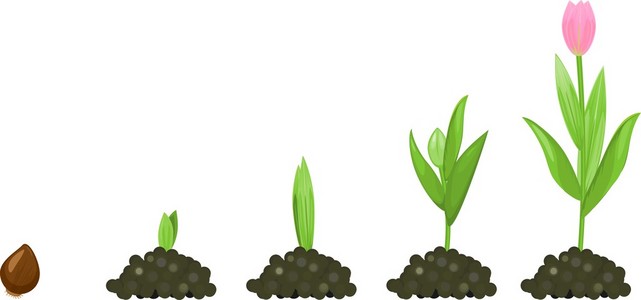 郁金香生长阶段