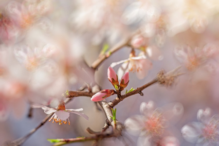 新生活芽芽