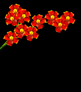 万寿菊鲜花隔离在黑色背景上图片