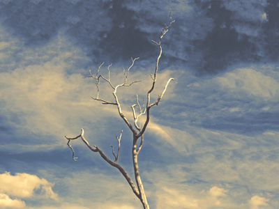 天空中孤独的枯树