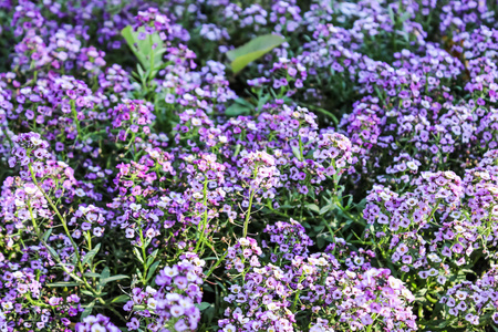 小紫鲜花