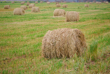 Hayballs 在绿色的田野