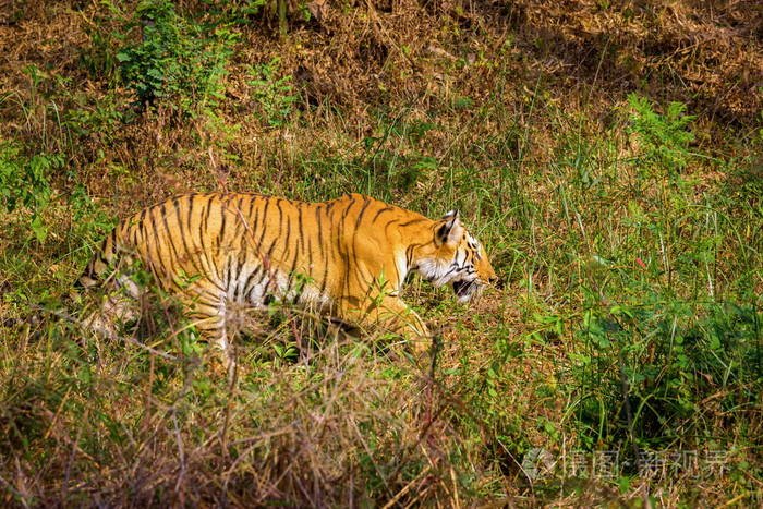 老虎在丛林中休息
