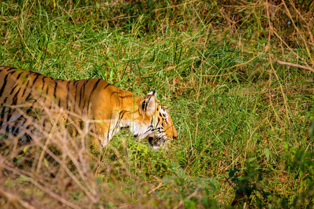 老虎在丛林中休息