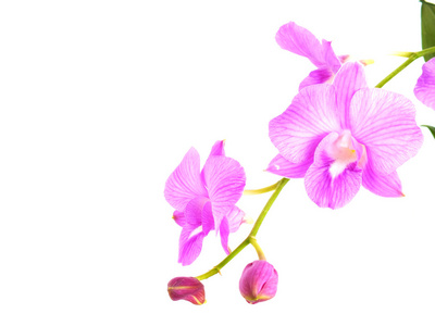 孤立在白色背景上的支粉色兰花花