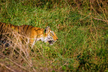 老虎在印度国家公园