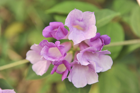 大蒜葡萄紫色花