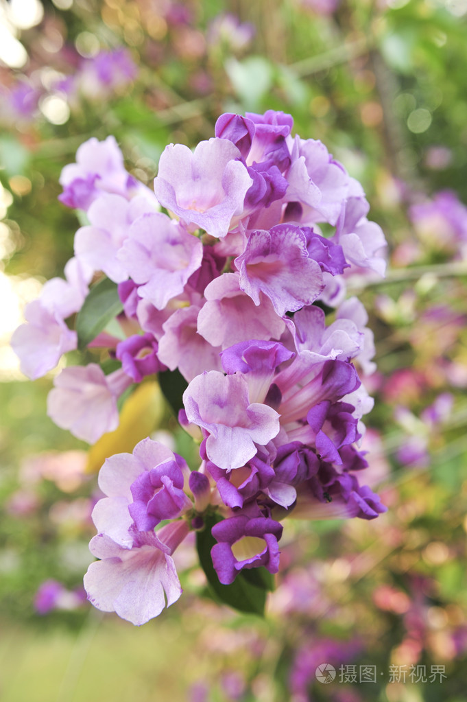 大蒜葡萄紫色花