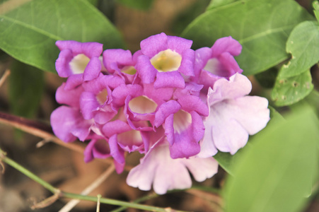 大蒜葡萄紫色花