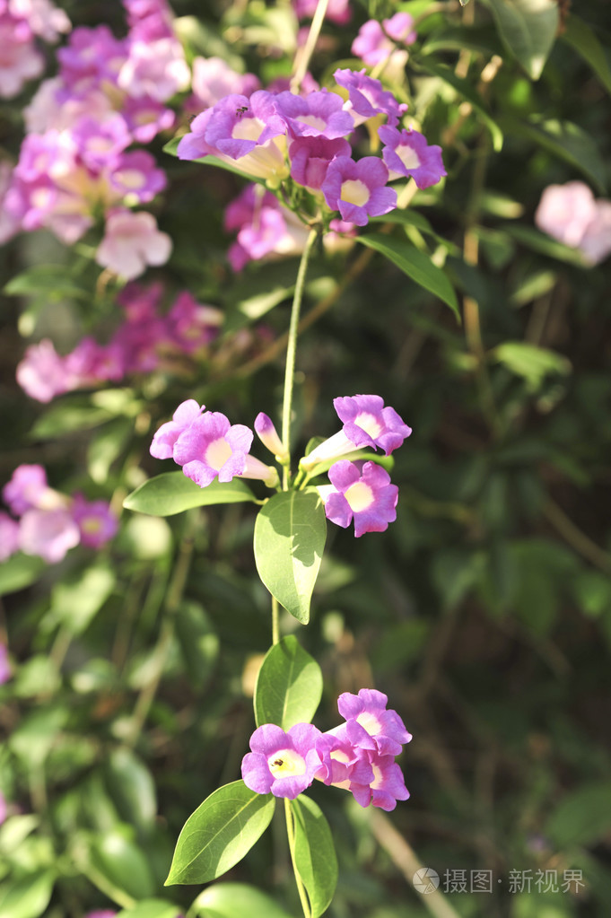 大蒜葡萄紫色花