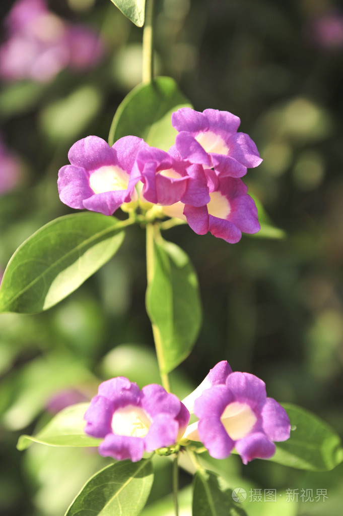 大蒜葡萄紫色花