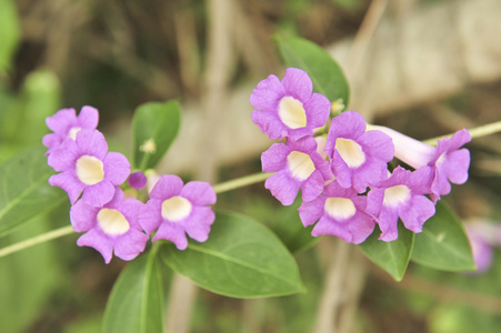 大蒜葡萄紫色花