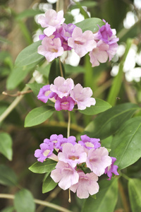 大蒜葡萄紫色花