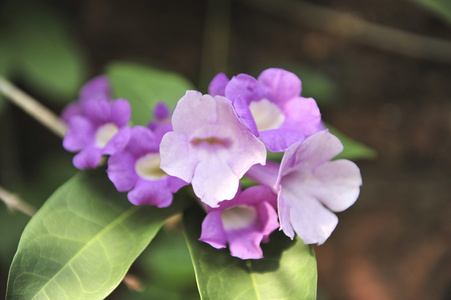 大蒜葡萄紫色花