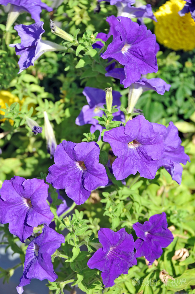 紫色牵牛花花