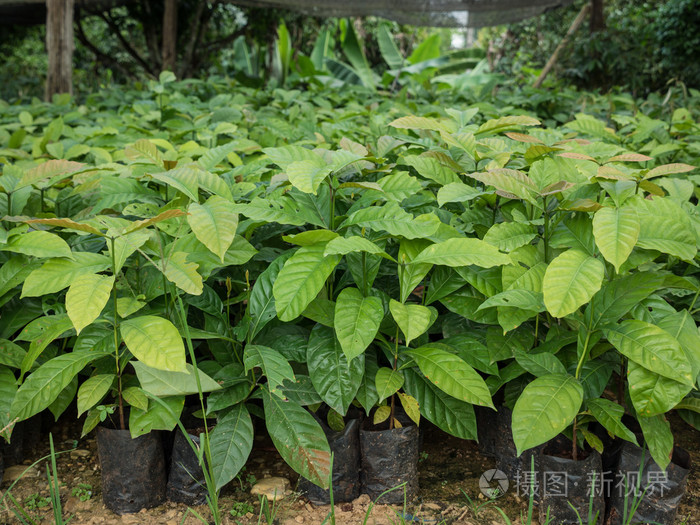 咖啡苗植物苗圃