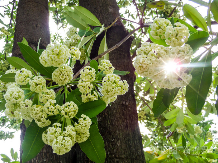 夏天自杀树白花开花