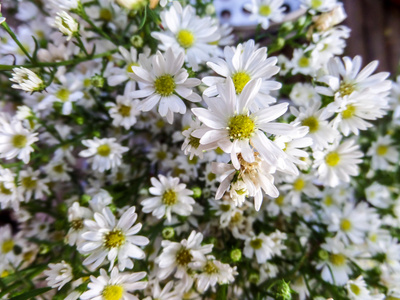 白菊花盛开图片