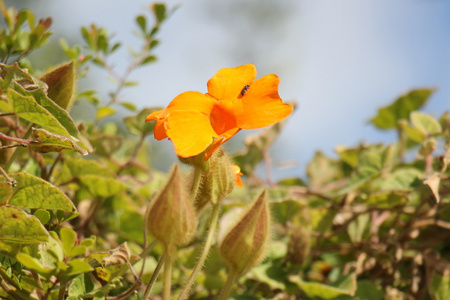 像甜花蜜的昆虫