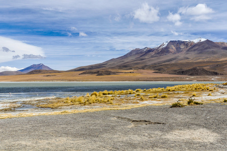火烈鸟在安第斯高原，Bolivi 多彩泻湖