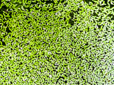 水上的绿蚊子蕨类植物