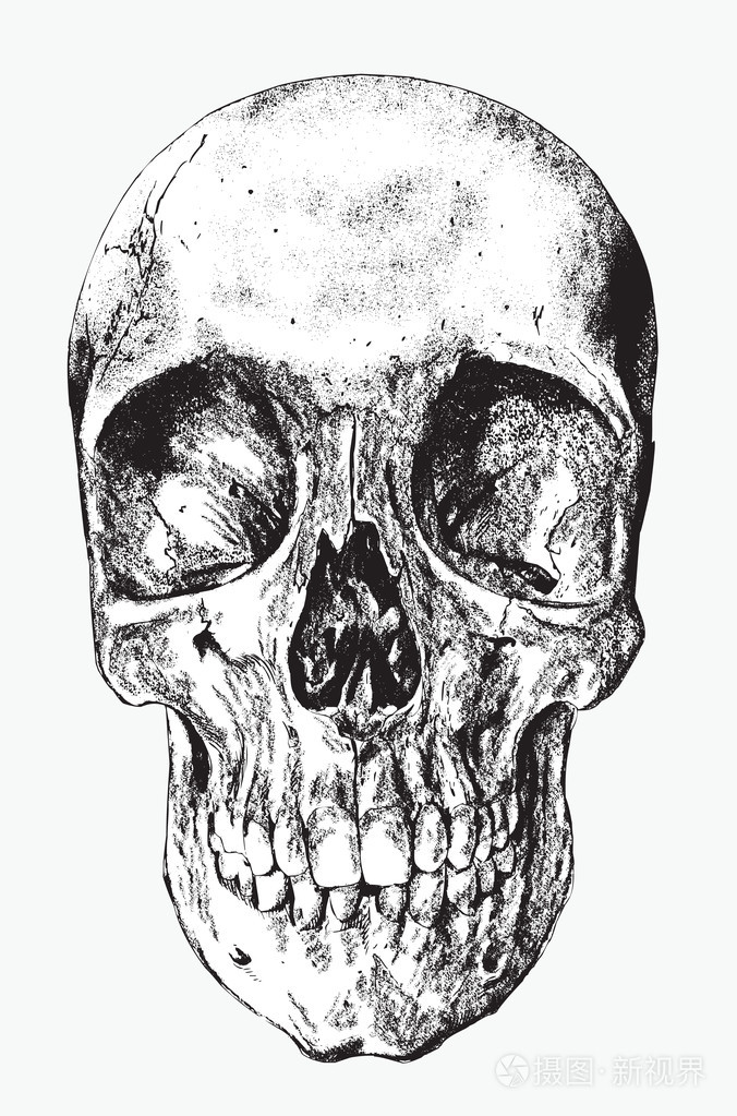 人类,手绘,矢量图的头骨