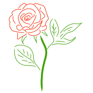 红玫瑰白，矢量图上孤立