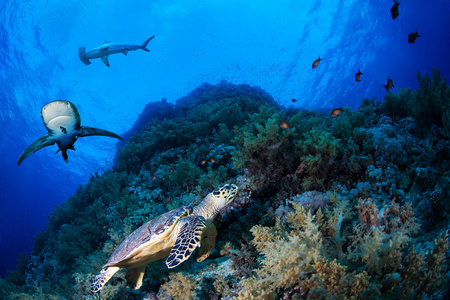 在与大鲨鱼，埃及红海珊瑚礁绿海 turle