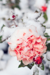 在雪地上的玫瑰