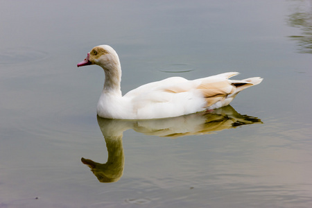 白鸭子在湖