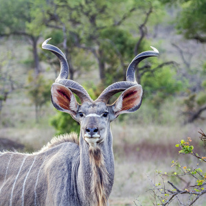 大捻角羚在南非克鲁格国家公园