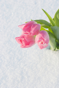 在雪地里的郁金香春天卡