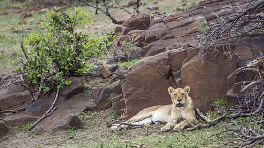 狮子在南非克鲁格国家公园图片