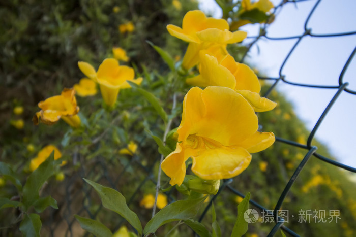 篱笆上披着美丽的黄色 mandevilla 花