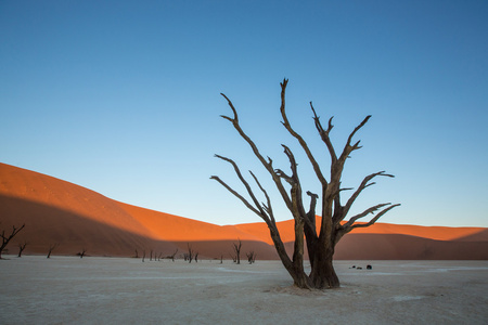 Deadvlei 树纳米比亚