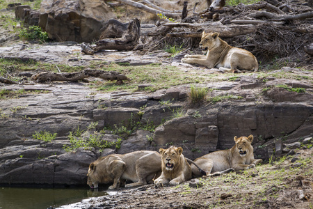 狮子在南非克鲁格国家公园