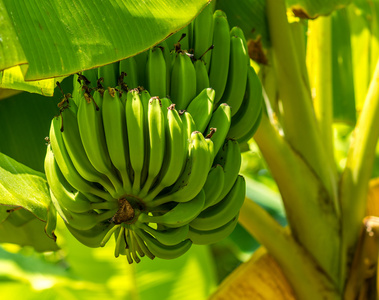 成熟的香蕉树上的一群。农业种植园