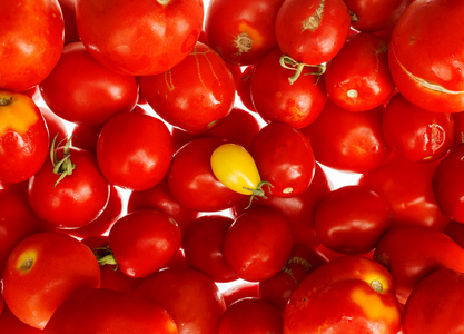 新鲜的西红柿，在白色隔离