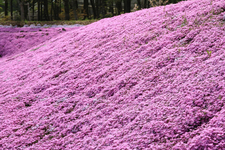 粉红色的苔藓福禄考