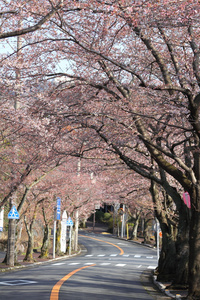 隧道的樱花在日本静冈县伊豆高原