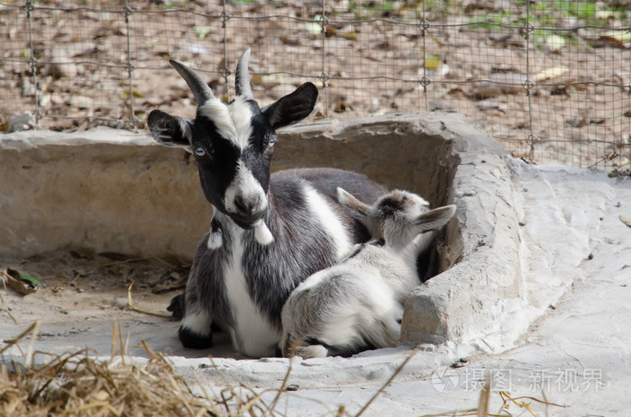 侏儒山羊在钢栅栏