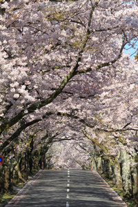 隧道的樱花在日本静冈县伊豆高原